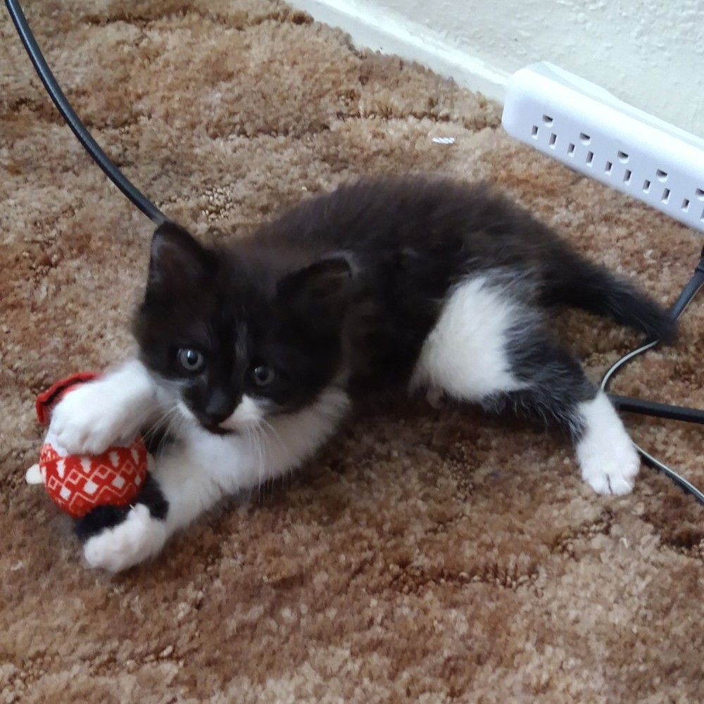 Meet your Posher, Cynthia